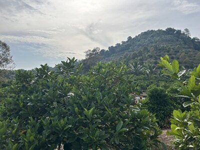 【タリーズ】リントンニフタ地区　コーヒー農園.JPG