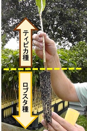 【タリーズコーヒー】接ぎ木加工.jpg
