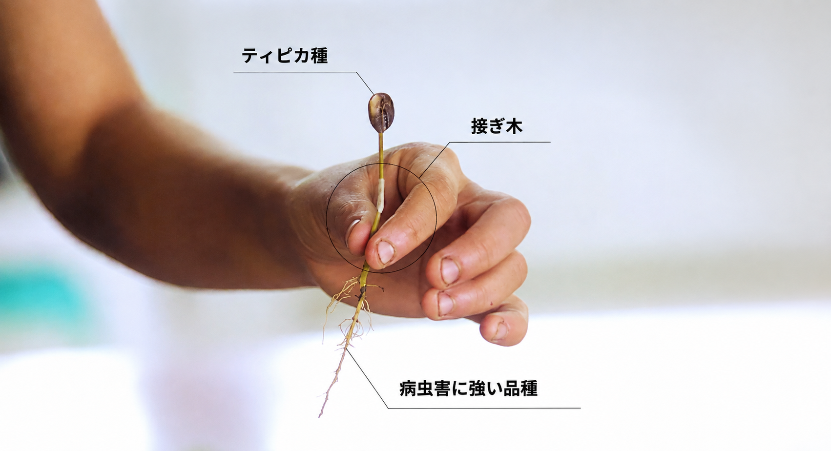 ペルー】おいしいコーヒーを未来へ繋ぐ「接ぎ木プロジェクト」 | beans