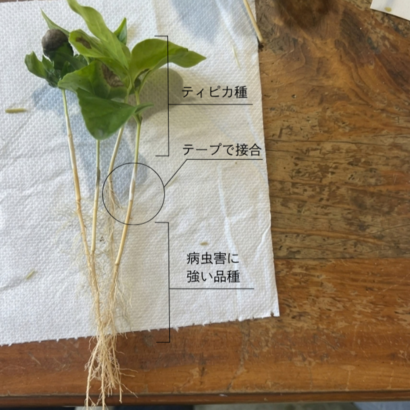 ペルー】おいしいコーヒーを未来へ繋ぐ「接ぎ木プロジェクト」 | beans