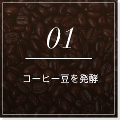 01コーヒー豆を発酵